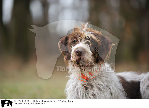 Deutsch Stichelhaar Portrait / German Broken-coated Pointing Dog Portrait / YJ-05989