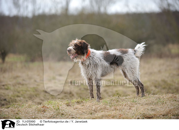Deutsch Stichelhaar / German Broken-coated Pointing Dog / YJ-05990