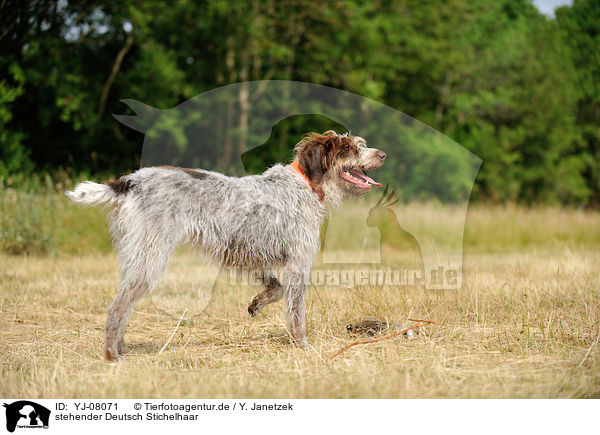 stehender Deutsch Stichelhaar / standing German Broken-coated Pointing Dog / YJ-08071