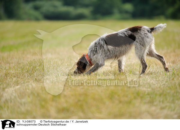 schnuppernder Deutsch Stichelhaar / snuffling German Broken-coated Pointing Dog / YJ-08073