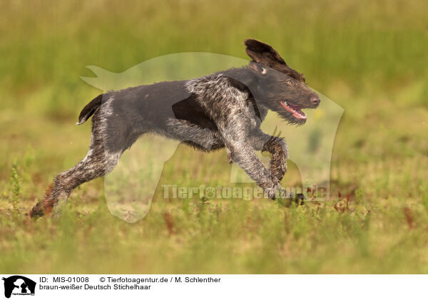 braun-weier Deutsch Stichelhaar / brown-white German Broken-coated Pointing dog / MIS-01008