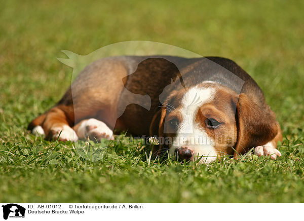 Deutsche Bracke Welpe / Braque Saint Germain puppy / AB-01012