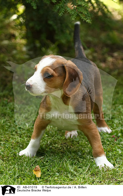 Deutsche Bracke Welpe / Braque Saint Germain puppy / AB-01019