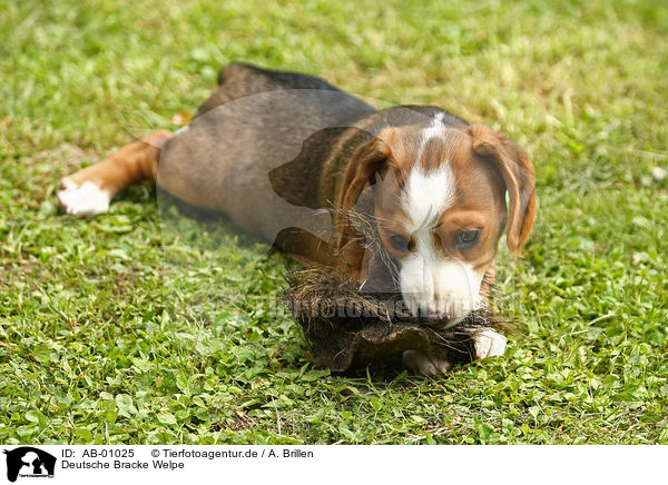 Deutsche Bracke Welpe / Braque Saint Germain puppy / AB-01025