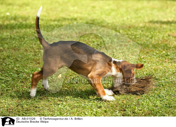 Deutsche Bracke Welpe / Braque Saint Germain puppy / AB-01026