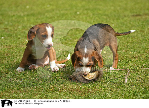 Deutsche Bracke Welpen / Braque Saint Germain puppies / AB-01028