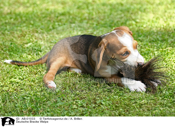 Deutsche Bracke Welpe / Braque Saint Germain puppy / AB-01033