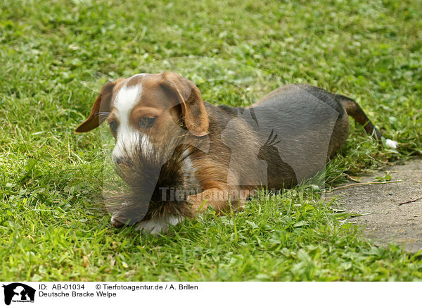 Deutsche Bracke Welpe / Braque Saint Germain puppy / AB-01034
