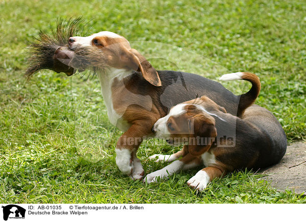 Deutsche Bracke Welpen / Braque Saint Germain puppies / AB-01035