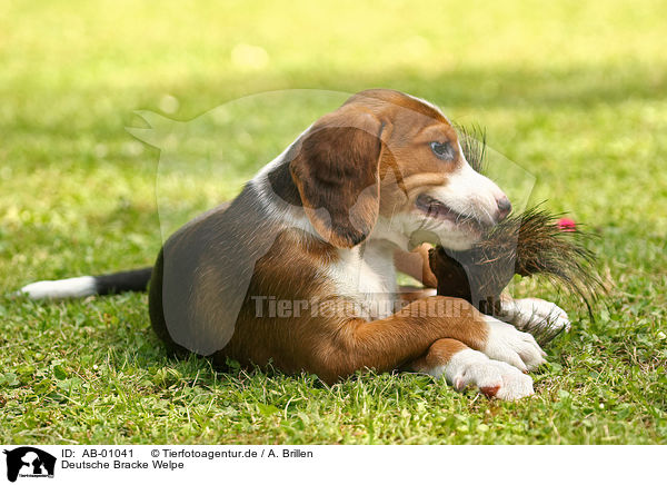Deutsche Bracke Welpe / Braque Saint Germain puppy / AB-01041