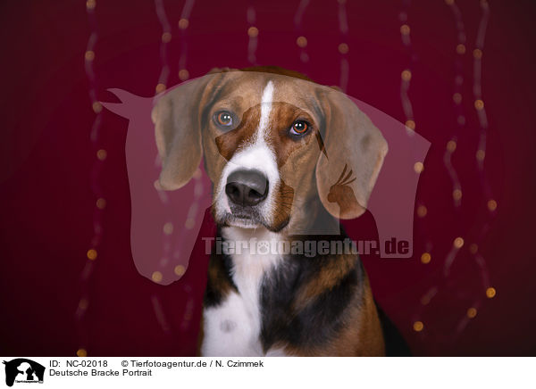 Deutsche Bracke Portrait / German Hound Portrait / NC-02018