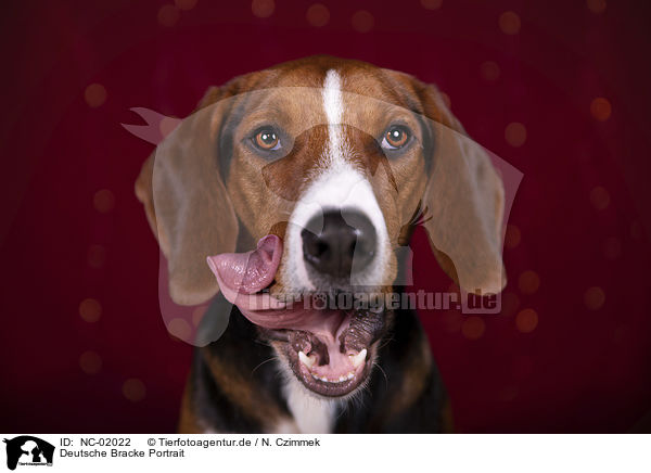 Deutsche Bracke Portrait / German Hound Portrait / NC-02022