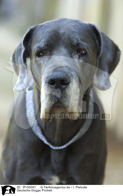 Deutsche Dogge Portrait / IP-00091