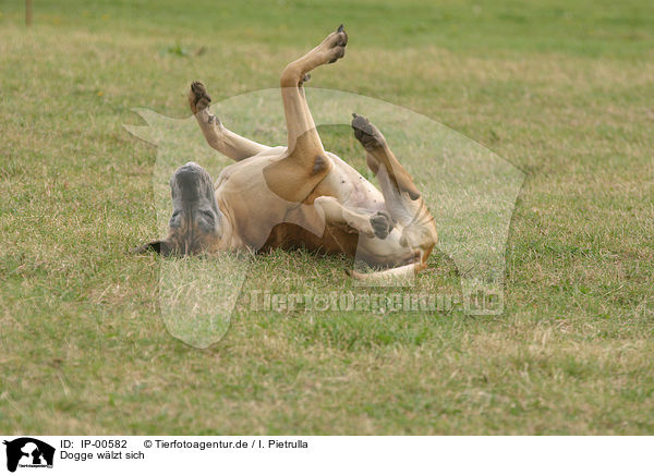 Dogge wlzt sich / wallowing great dane / IP-00582