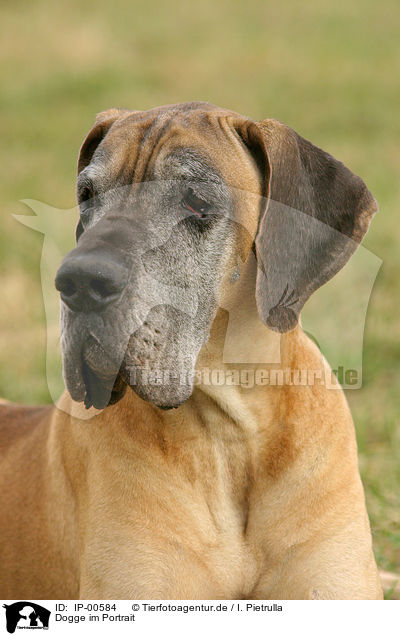 Dogge im Portrait / Great Dane / IP-00584