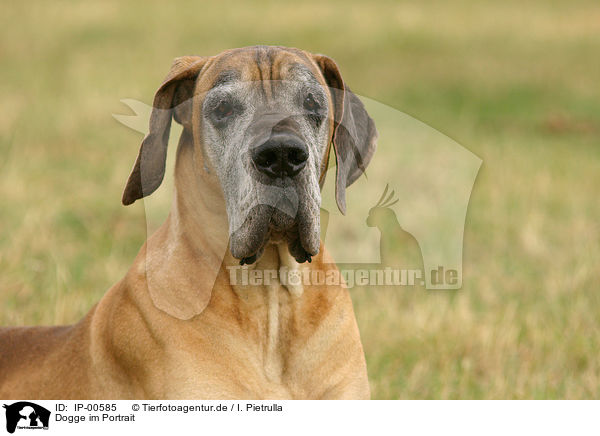 Dogge im Portrait / Great Dane / IP-00585