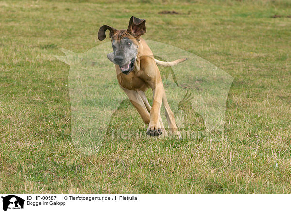 Dogge im Galopp / running Great Dane / IP-00587