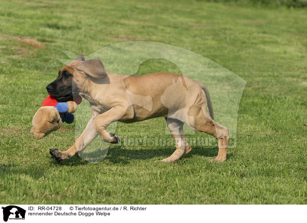 rennender Deutsche Dogge Welpe / running great dane puppy / RR-04728