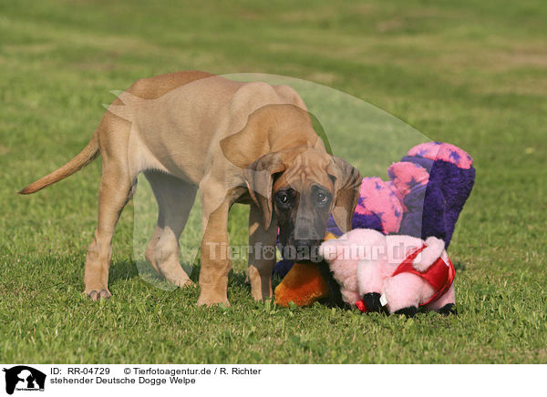 stehender Deutsche Dogge Welpe / standing great dane puppy / RR-04729