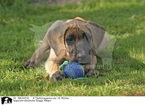 liegender Deutsche Dogge Welpe / lying great dane puppy / RR-04732