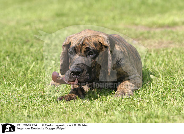 liegender Deutsche Dogge Welpe / lying great dane puppy / RR-04734