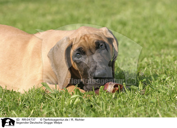 liegender Deutsche Dogge Welpe / lying great dane puppy / RR-04737