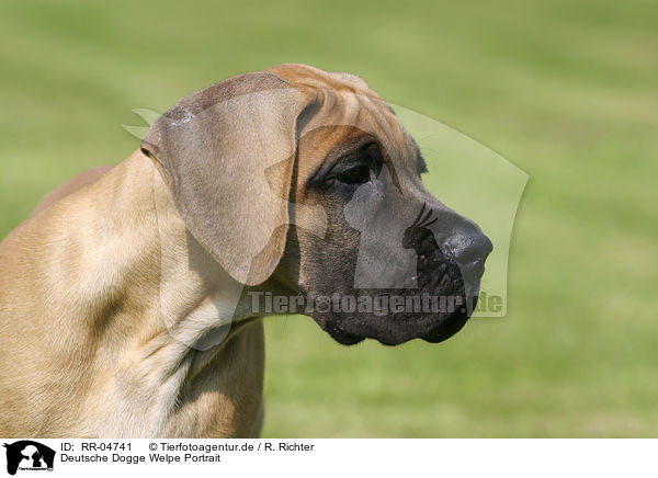 Deutsche Dogge Welpe Portrait / great dane puppy portrait / RR-04741