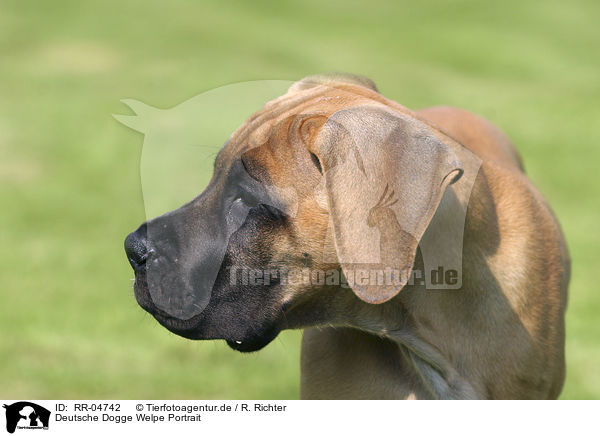 Deutsche Dogge Welpe Portrait / great dane puppy portrait / RR-04742