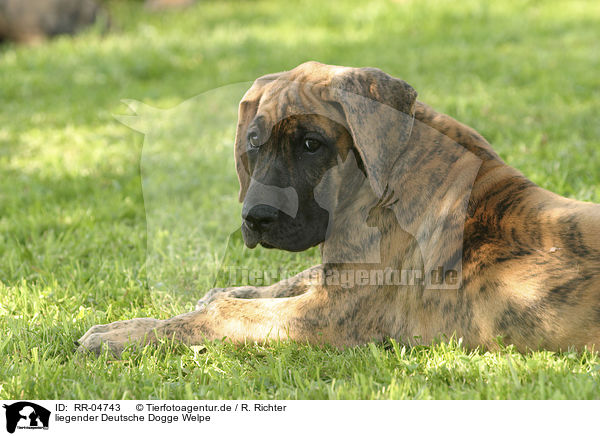 liegender Deutsche Dogge Welpe / lying great dane puppy / RR-04743