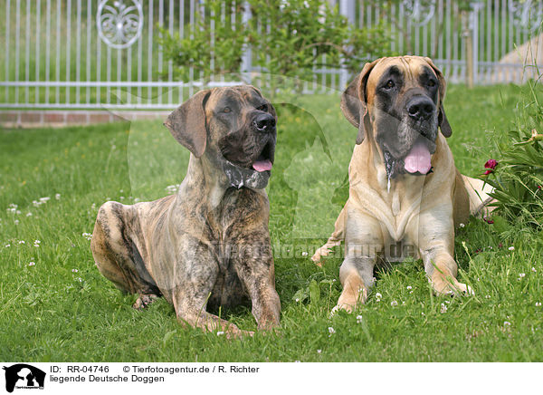 liegende Deutsche Doggen / lying great danes / RR-04746