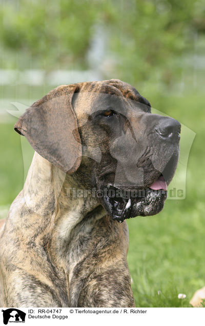 Deutsche Dogge / great dane Portrait / RR-04747