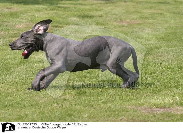 rennender Deutsche Dogge Welpe / running great dane puppy / RR-04753