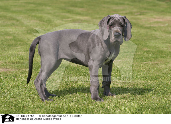 stehender Deutsche Dogge Welpe / standing great dane puppy / RR-04755