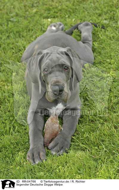 liegender Deutsche Dogge Welpe / lying great dane puppy / RR-04766