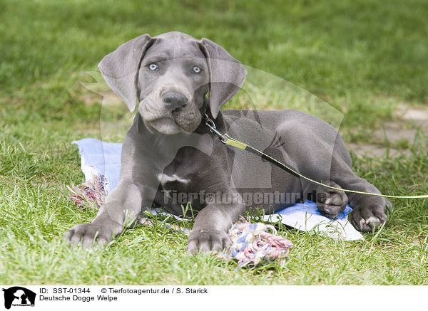 Deutsche Dogge Welpe / great dane puppy / SST-01344