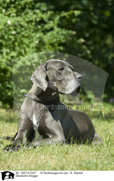 Deutsche Dogge / great dane / SST-01347