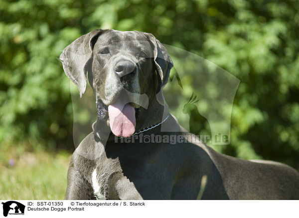 Deutsche Dogge Portrait / SST-01350