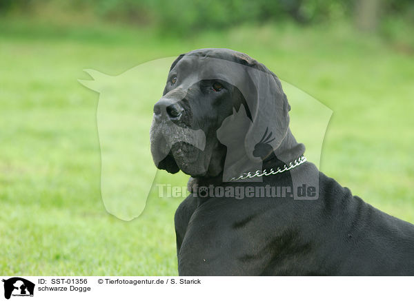 schwarze Dogge / SST-01356