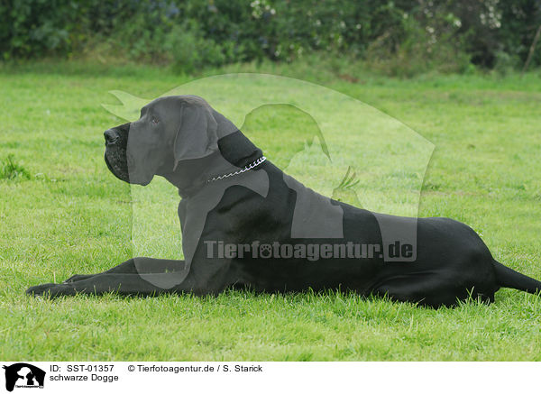 schwarze Dogge / SST-01357