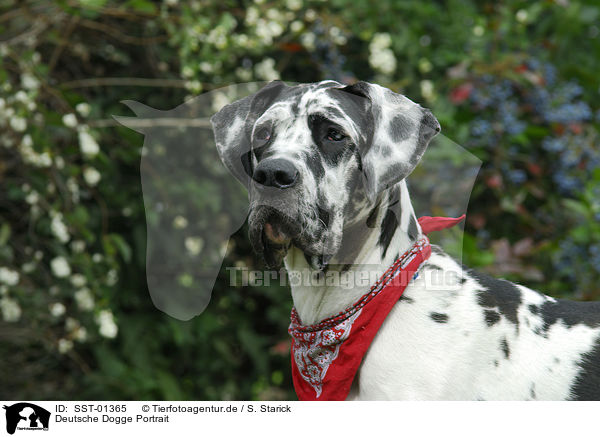Deutsche Dogge Portrait / SST-01365
