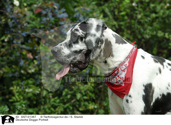 Deutsche Dogge Portrait / SST-01367