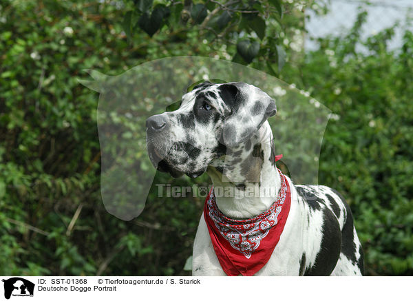 Deutsche Dogge Portrait / SST-01368