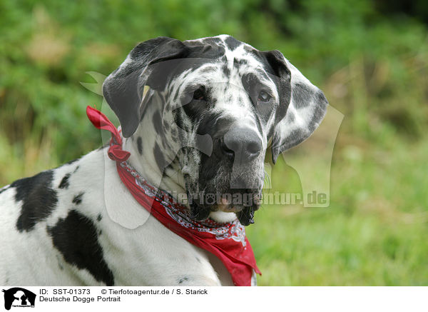 Deutsche Dogge Portrait / SST-01373