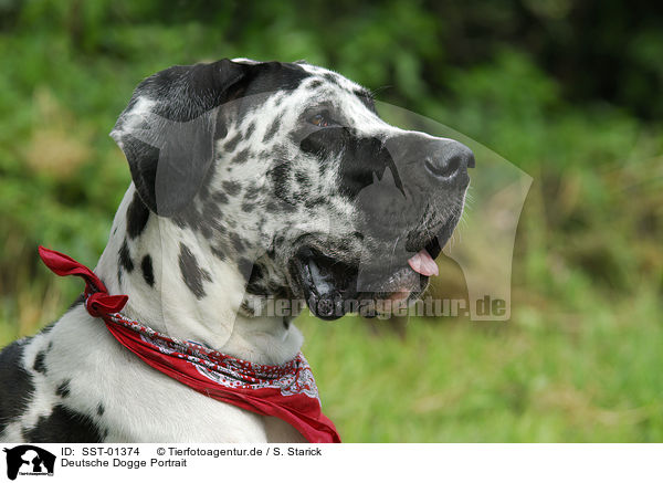 Deutsche Dogge Portrait / SST-01374