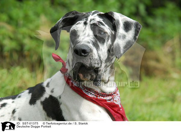 Deutsche Dogge Portrait / SST-01375