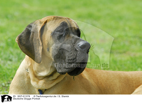Deutsche Dogge Portrait / SST-01378
