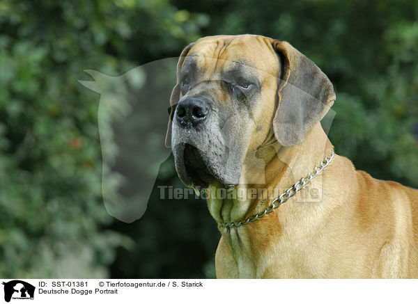 Deutsche Dogge Portrait / Great Dane Portrait / SST-01381