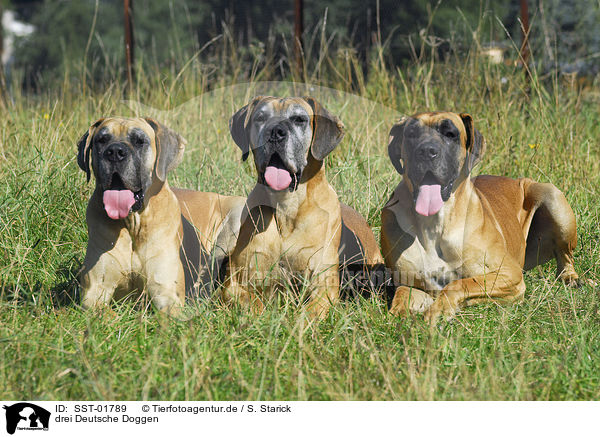 drei Deutsche Doggen / three great danes / SST-01789