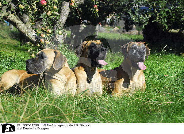 drei Deutsche Doggen / three great danes / SST-01796