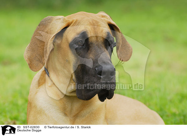 Deutsche Dogge / SST-02830
